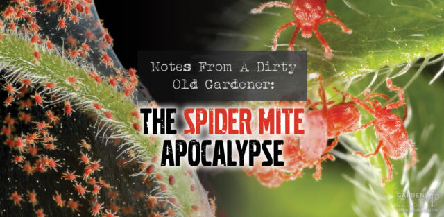 The spider mite apocalypse.