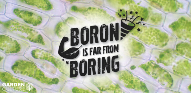 Boron in the Garden