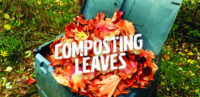 How to compost leaves for fall.
