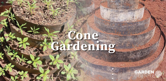 cone gardening