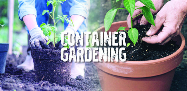 Container gardens are gaining heat!