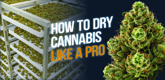How to dry cannabis like a pro.