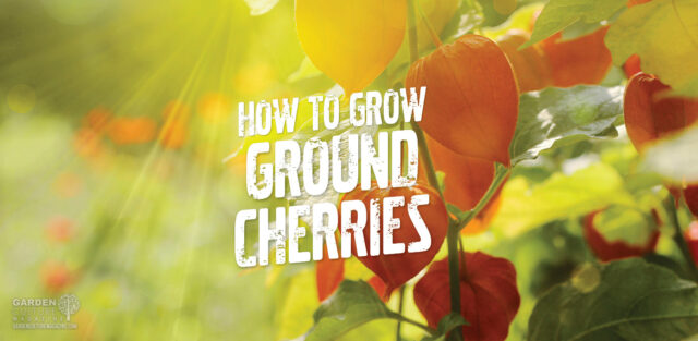 How to grow ground cherries
