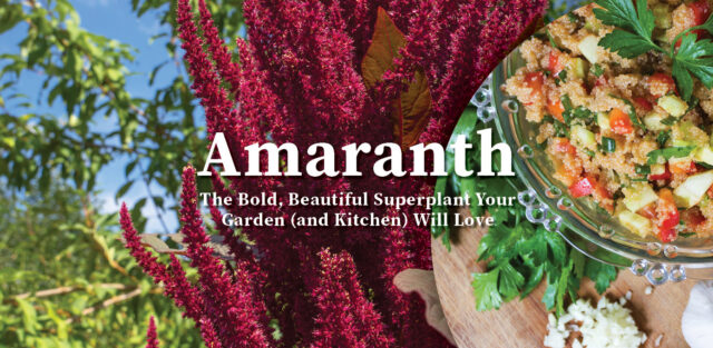 How To Grow Amaranth