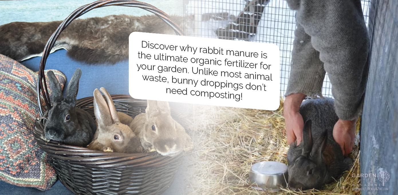 Fertilized Rabbit Hare Today, Fertile Tomorrow! The Garden Magic of Rabbit Manure | GCM