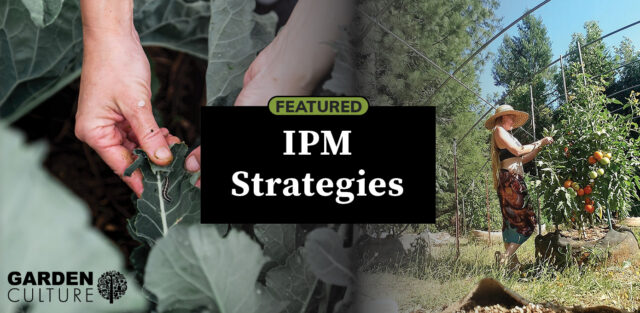The Dance of Nature: Building a Balanced IPM Strategy