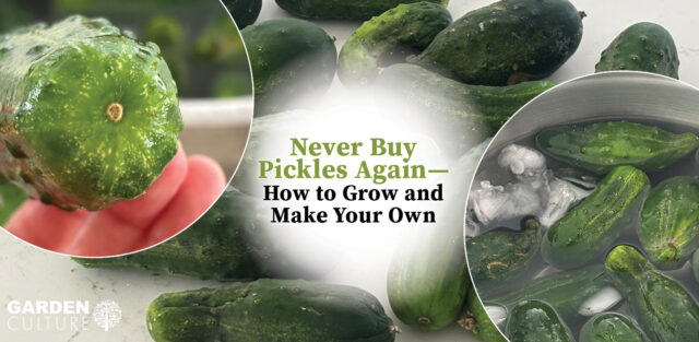 Making Pickles