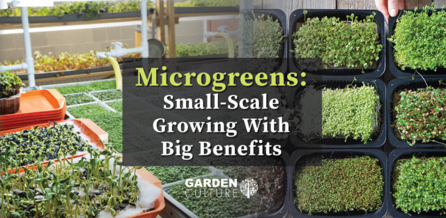 Growing microgreens