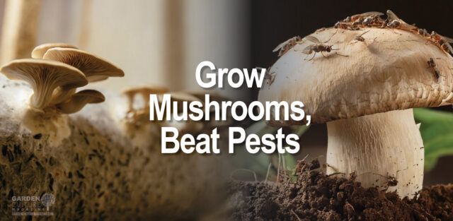 Mushroom growing
