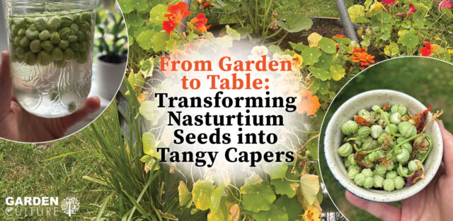Nasturtium Capers