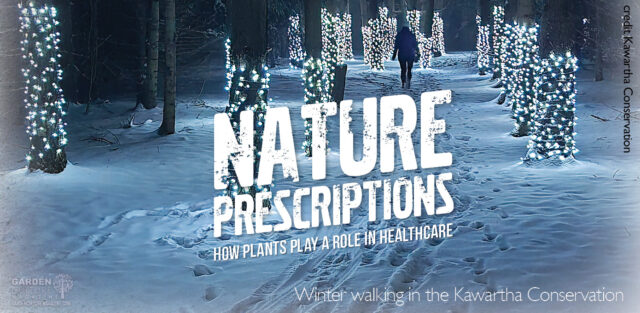 Nature Prescriptions - a winter walk.