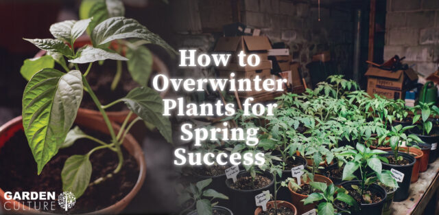 overwintering for spring