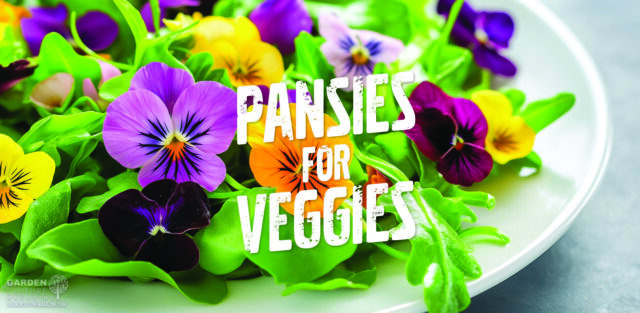 Pansies work in the veggie patch! Here's how.