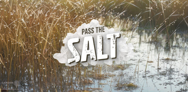 Pass the Salt