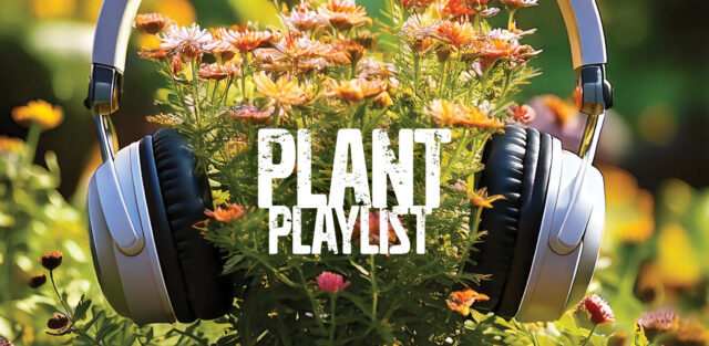 What kind of music do plants like?