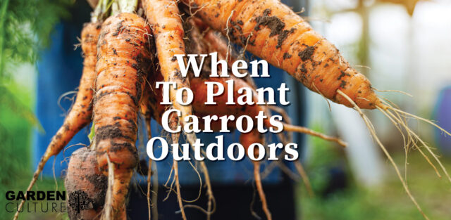 planting carrots