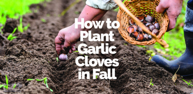 How to plant garlic cloves in fall.