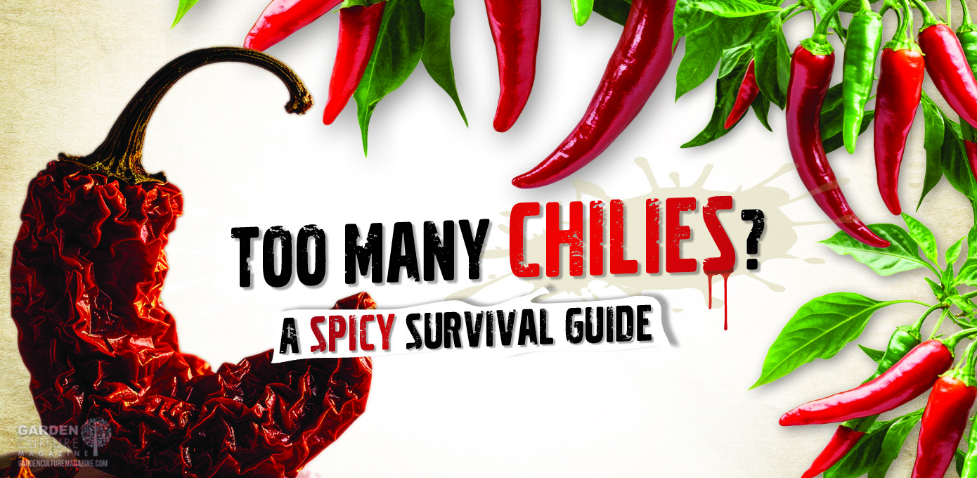 Here's the lowdown on preserving chilies.