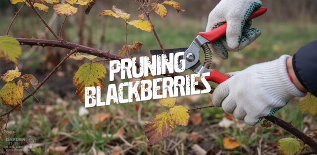 pruning blackberries