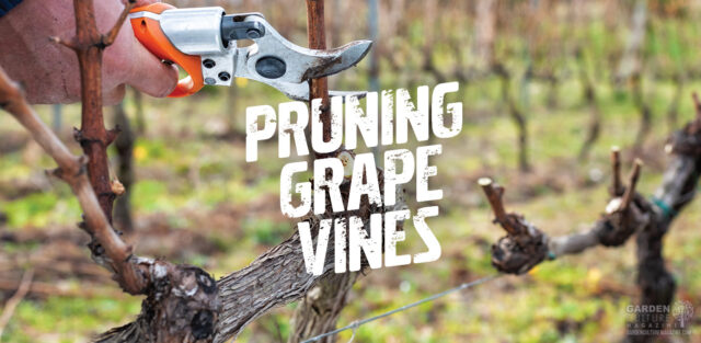 Pruning Grape Vines