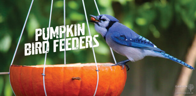 How to make a pumpkin bird feeder.