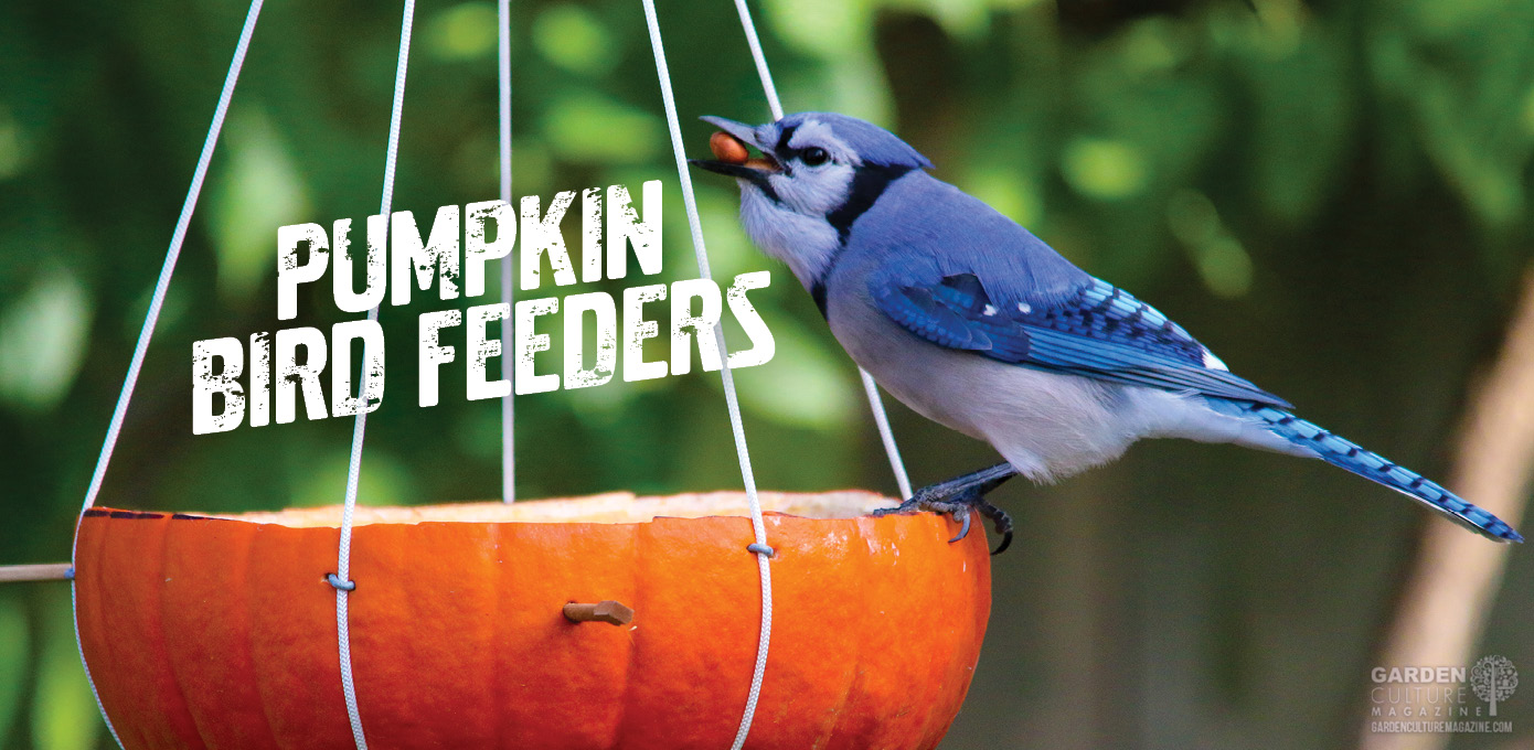 How to make a pumpkin bird feeder.