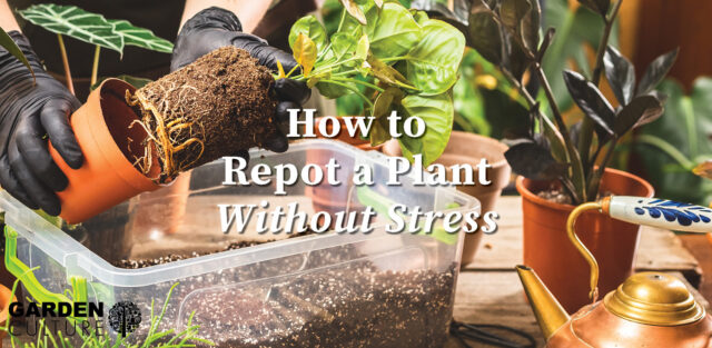 repotting houseplants