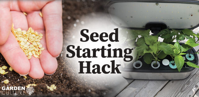 starting pepper seeds in a countertop hydroponic system