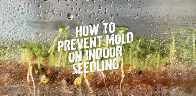 How To Prevent Mold on Indoor Seedlings
