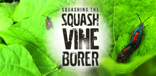 Squashing the squash vine borer.