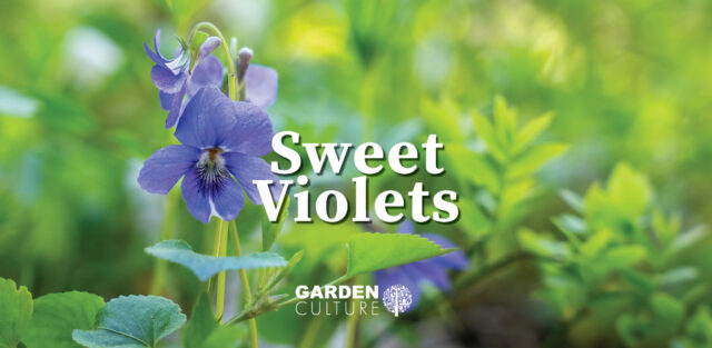 Sweet violets