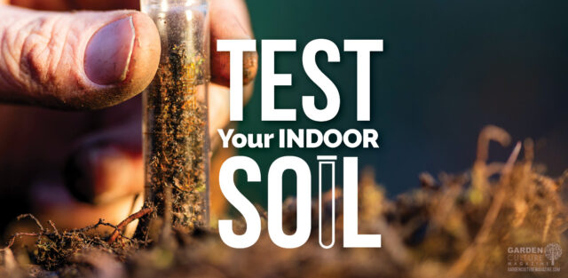 Pro tips on how to test your indoor soil.