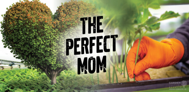 The Perfect Mom: Selecting mother stock in plants.