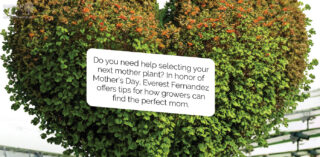 How to select your mother plant.
