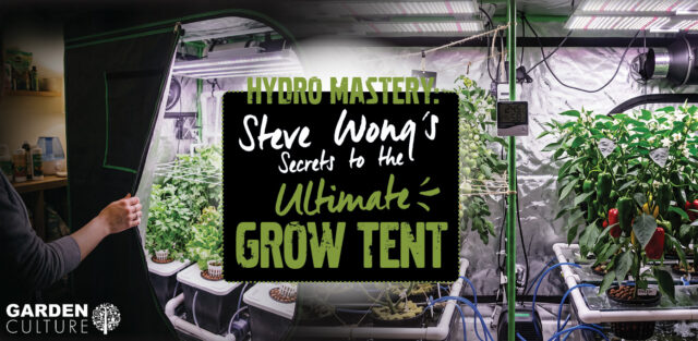 Steve Wong's Secrets to the Ultimate Grow Tent