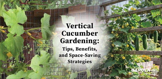 Vertical gardening cucumbers