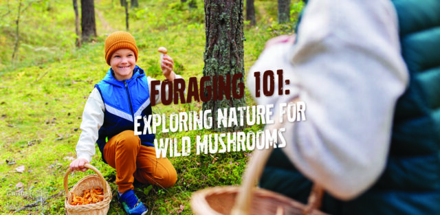 Wild mushroom walks.