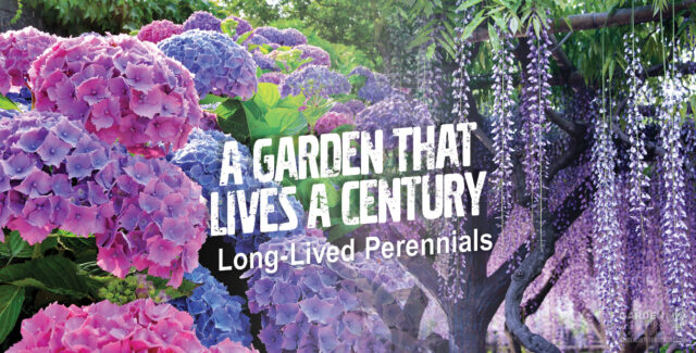 perennial plants