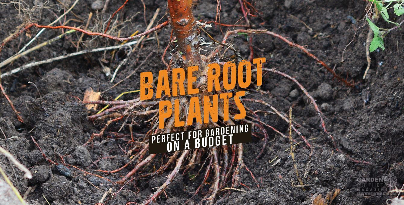 Bare root plants for gardens on a budget