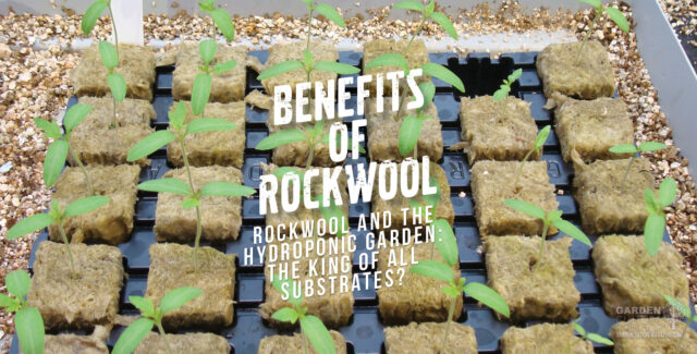 Plants growing in rockwool