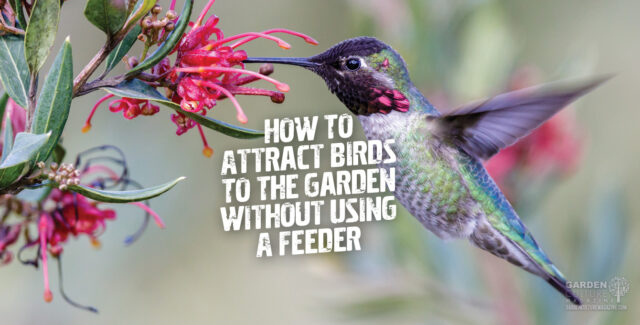 attracting birds to your feeders