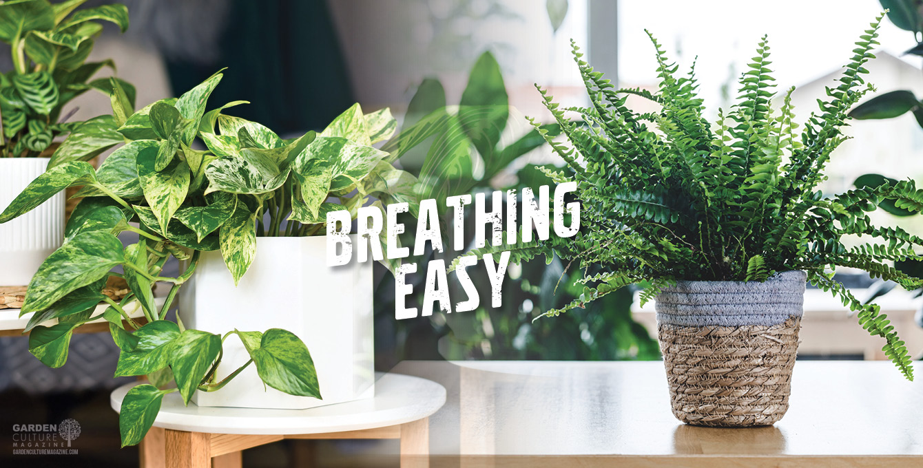5 houseplants to help you breath easy indoors