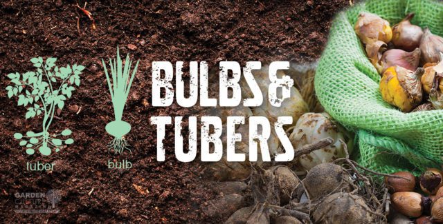 bulbs and tubers