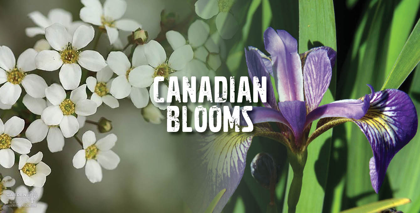 Canadian Blooms
