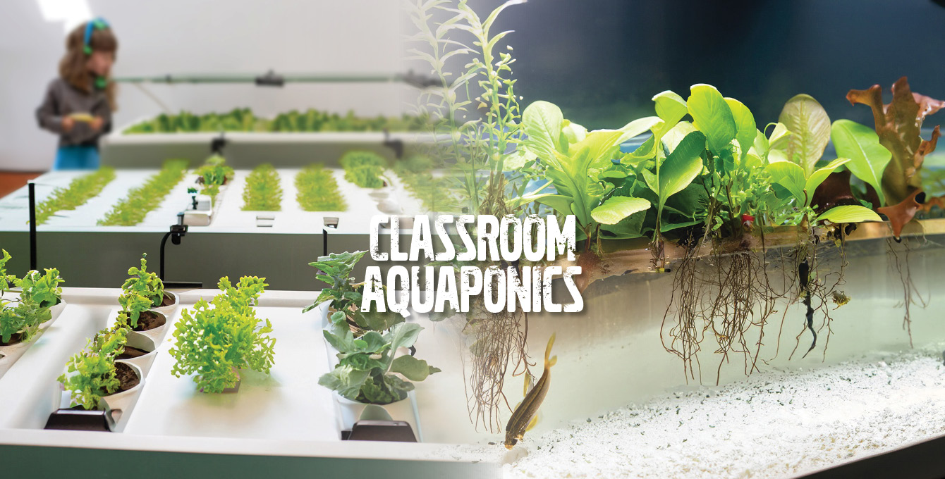 Classroom Aquaponics