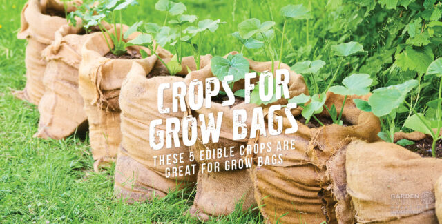 what to grow in grow bags