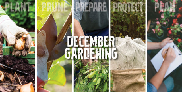 December Gardening