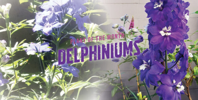 Delphinium: Plant if the Month
