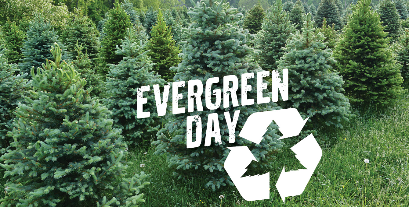 Evergreen Day - selecting the perfect evergreen for Christmas