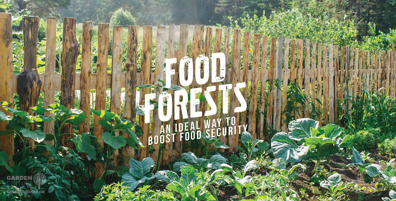 food forests help boost food security